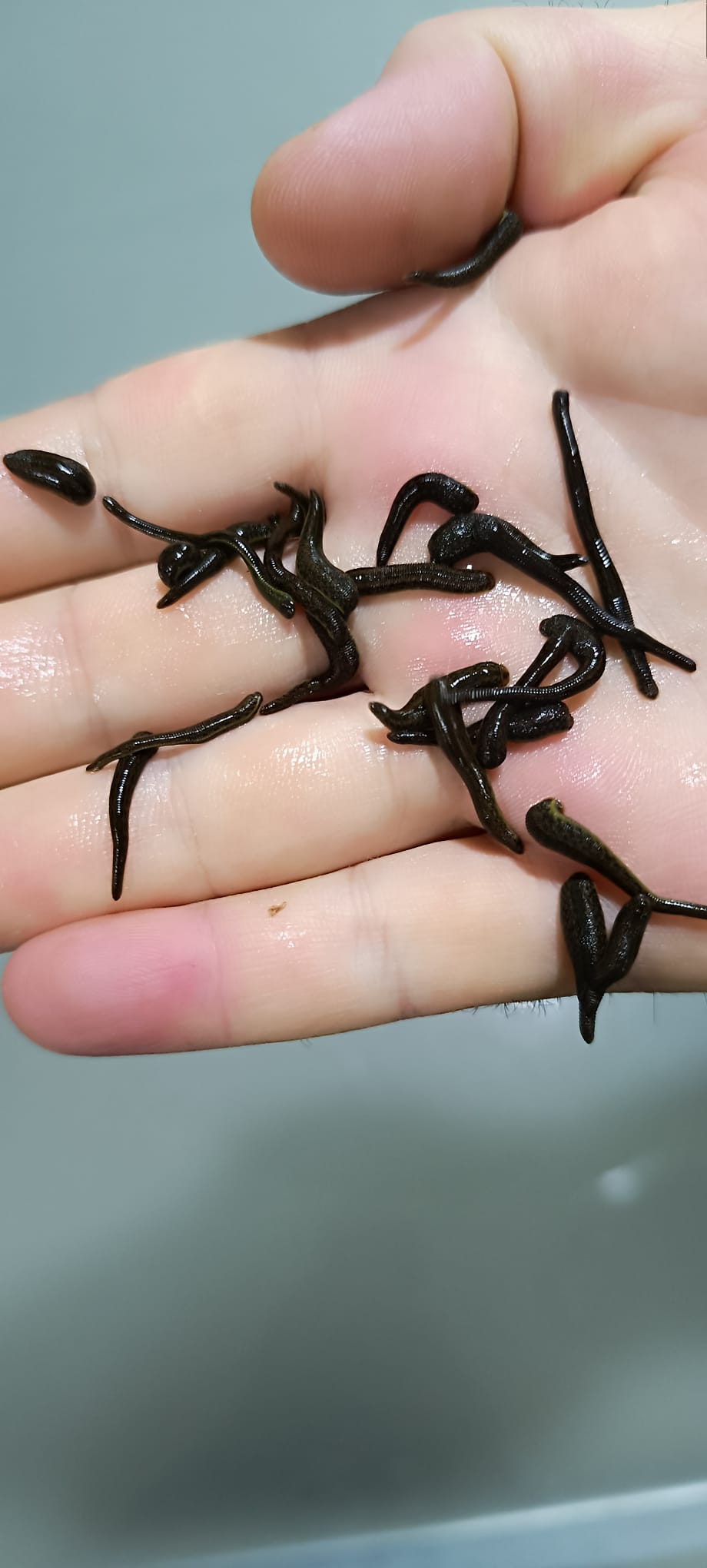 Bebek boy tıbbi sülük ana görsel