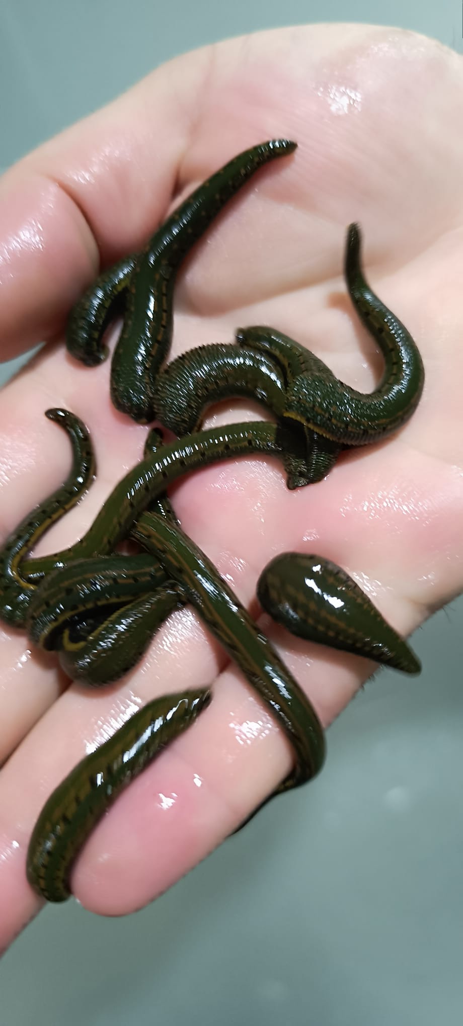 Orta boy sülük ana görsel